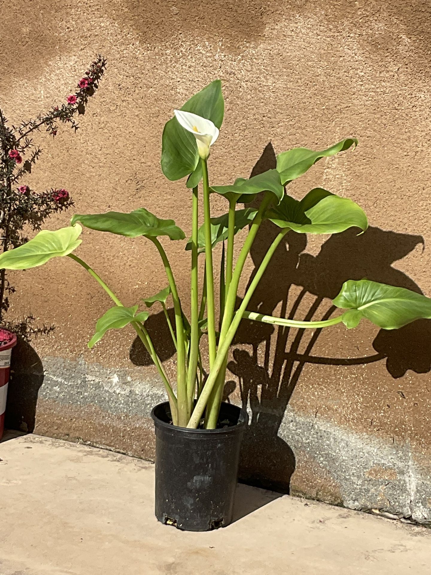 Calla lilies