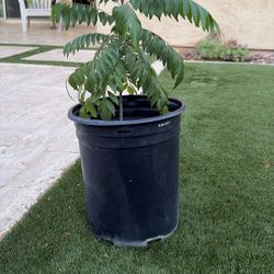 Curry Leaf Plant