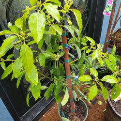 Flowering FUERTE AVOCADO TREE