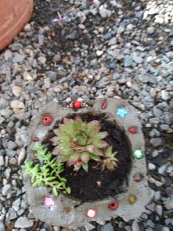 Succulents on concrete pots