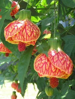 Tiger Eye Flowering Maple red lantern tree plant Abutilon flower