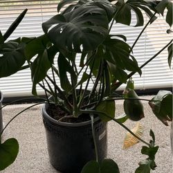 Monstera 