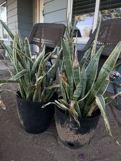 Snake Plants And Plant Stand