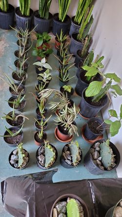 Huge Sale. Any plants, cactus, succulent just $3 each