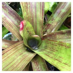 Bromeliad NEOREGELIA Lineata 