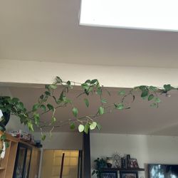 Pothos Plant 