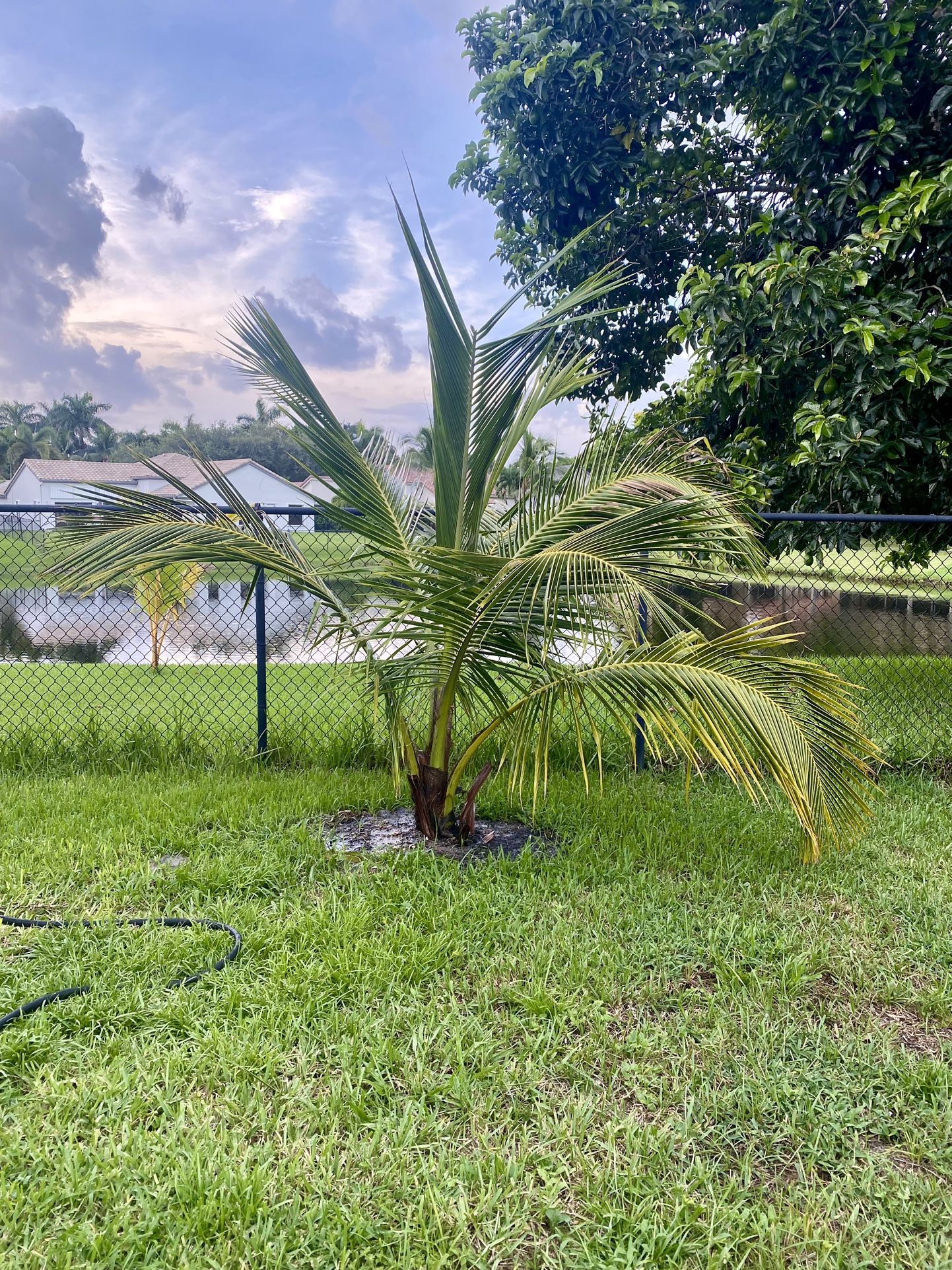 Green Malayan Dwarf coconut palm tree