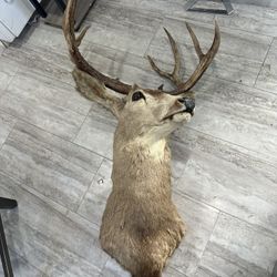 Deer Head Wall Mount