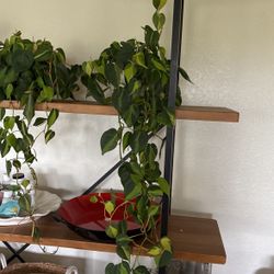 VARIGATED PLANT & POT