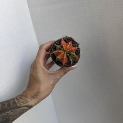 Variegated Chin Cactus 