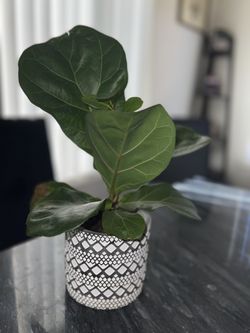 Small Fig Tree Plant For Sale With Pot 