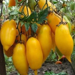 Banana Legs Tomato Plant