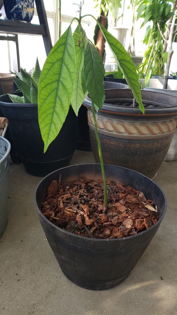 Avocado Tree