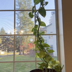 Pothos Plant With Pot