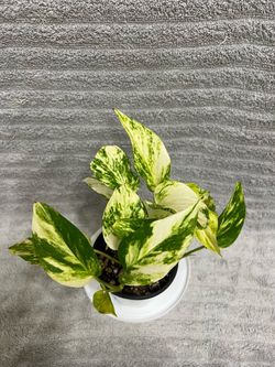 Highly Variegated Pothos Live Plant