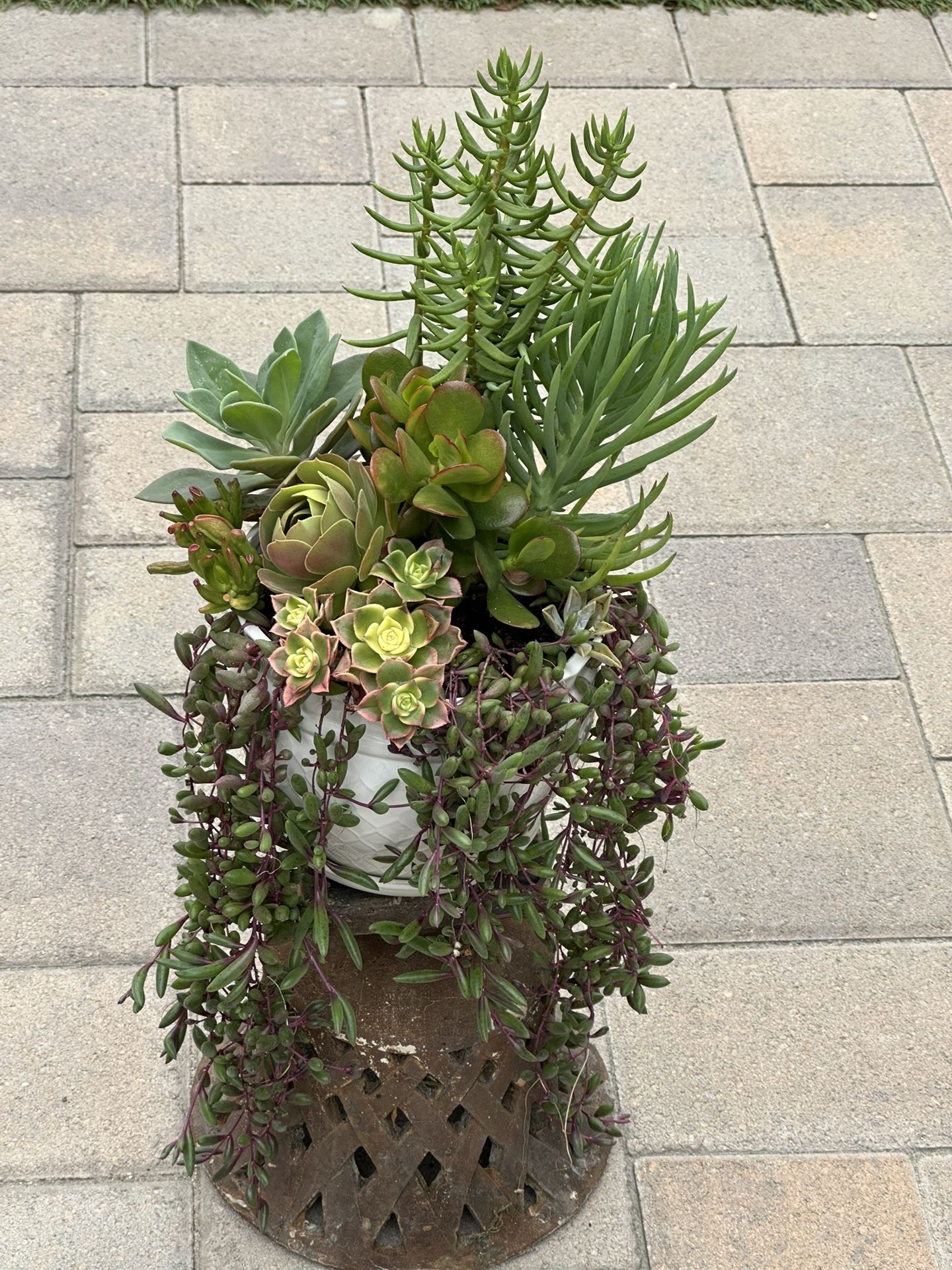 Assorted Succulent Plants