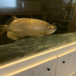 Jardini Arowana Fish Tank