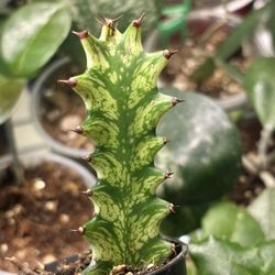 RARE Cactus Succulent Euphorbia ALBO