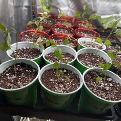 Serrano Start plants $3 Each 