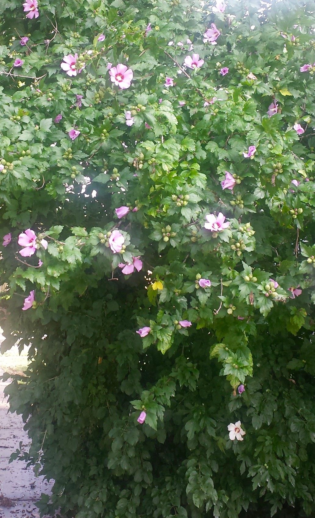 Rose of Sharon shrubs, 1 foot are two for 1.00 2 to 3 feet are $1 each, 3 to 4 foot are $3 each, 4 to 5 foot are $4 each and over 5 foot are $5 each.