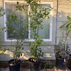 Green Lemon Plant For Sale