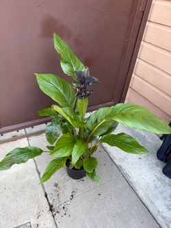 8” black bat plant