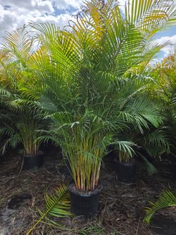 arecas and podocarpus About 8  feet tall over the pot Instant privacy Hedge for fence green full