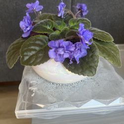 African Violet 