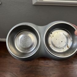 Kitten bowls
