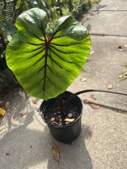 Pharaohs Mask Colocasia Plant Perennial Plant (read Description Below)