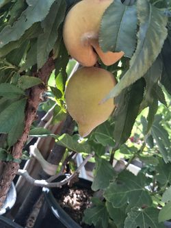 Dwarf peach tree.