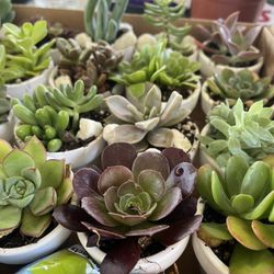 Succulents Mini Pots Plants Teachers Mothers Day Gifts