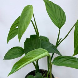 RARE Aroid Variegated Monstera Lechleriana Plant/ House Plant/ Indoor Plant