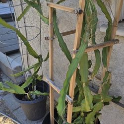 Dragonfruit Plants With Pots