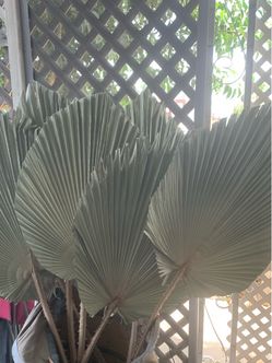 Palm for decoration palmas para decoracion
