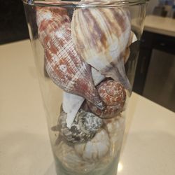 Vase With Shells