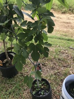 Fig tree with fig.