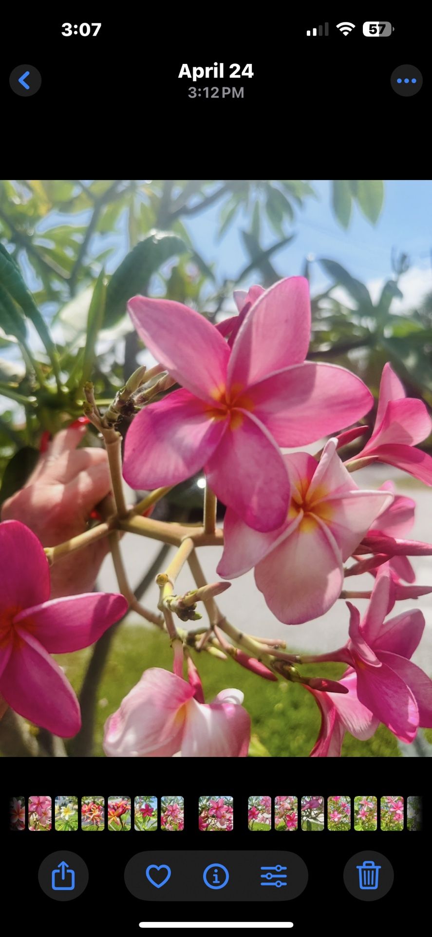 Large Rooted Hot Pink Plumeria Cutting In Pot