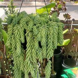 Hanging Succulent Plant 