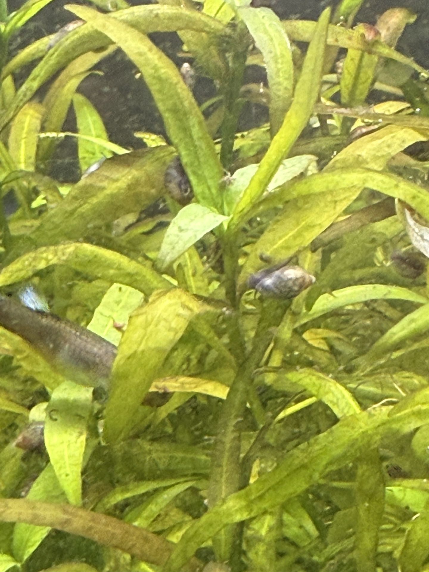 Mystery Snail Decoration