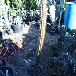 Markdown Cactus Plant