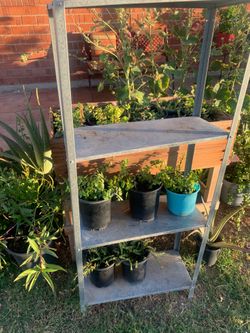 A nice assortment of Plants
