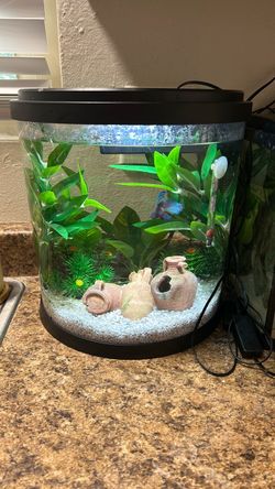 fully cycled 4.5 gallon tank with plants, rocks, hide, light, filter, & thermometer!