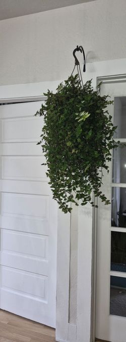 Large Hanging Vine Plant