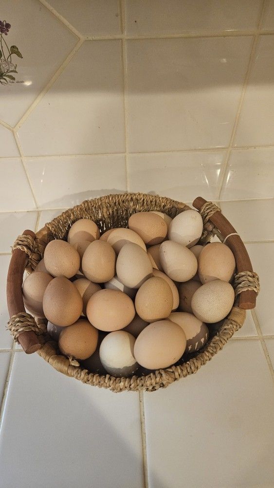 Fresh eggs 