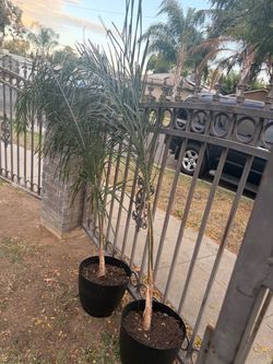 Palm trees