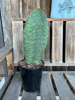 Whale Fin snake plant