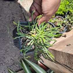 Euphorbia Medusa Succulent 