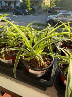Mature spider plants in 4” nursery pots!
