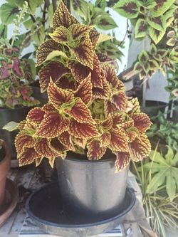 Beautiful Colorful Plant